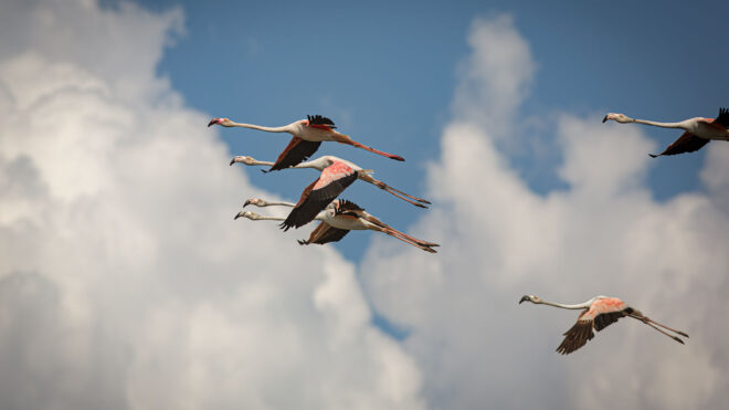 Passeio Pedestre, Trilho do Flamingo, Salinas do Samouco, 14 setembro